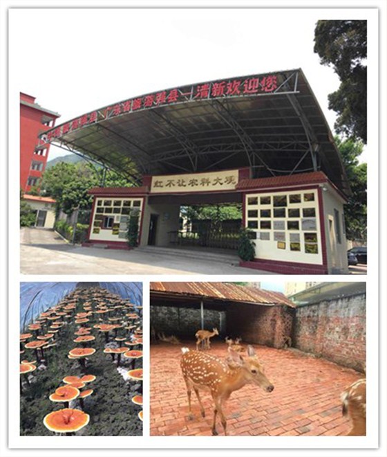 輕觸開關，輕觸開關廠家